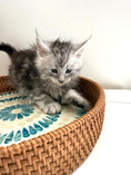 Load image into Gallery viewer, Black Silver Maine Coon male / Located in Ottawa area
