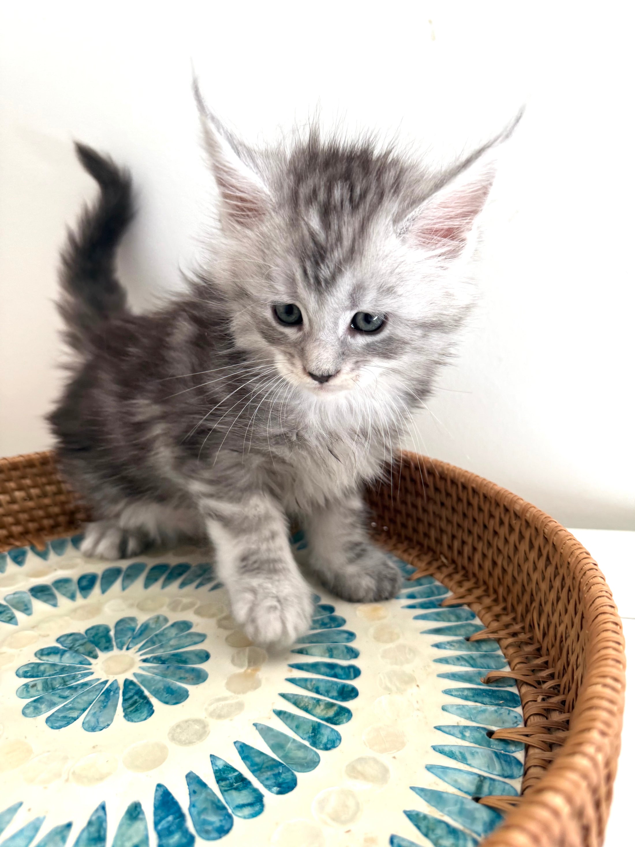 Black Silver Maine Coon male / Located in Ottawa area