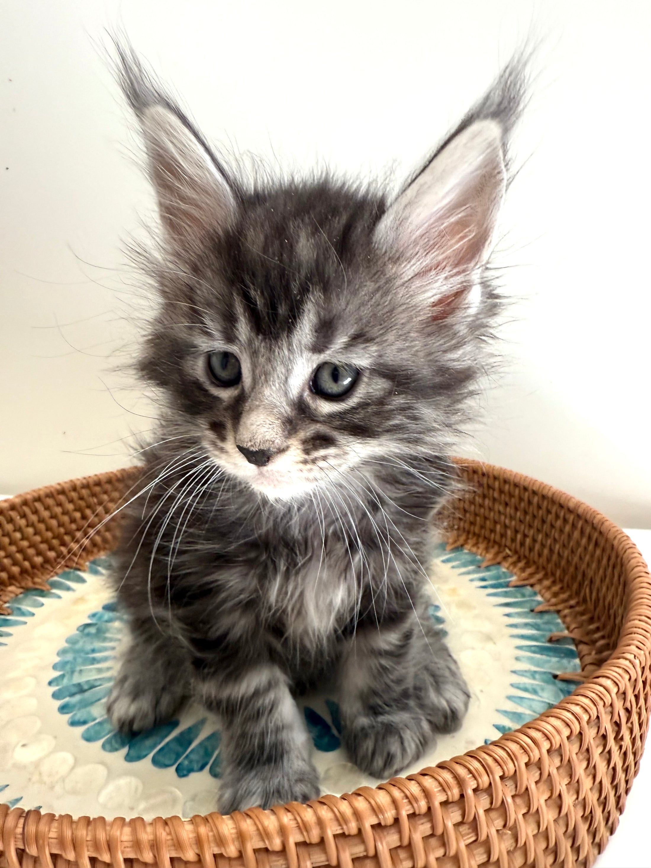 Black Silver Maine Coon male 3  / Located in Ottawa area