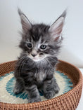Load image into Gallery viewer, Black Silver Maine Coon male 3  / Located in Ottawa area
