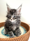 Load image into Gallery viewer, Black Silver Maine Coon male 3  / Located in Ottawa area

