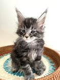 Load image into Gallery viewer, Black Silver Maine Coon male 3  / Located in Ottawa area

