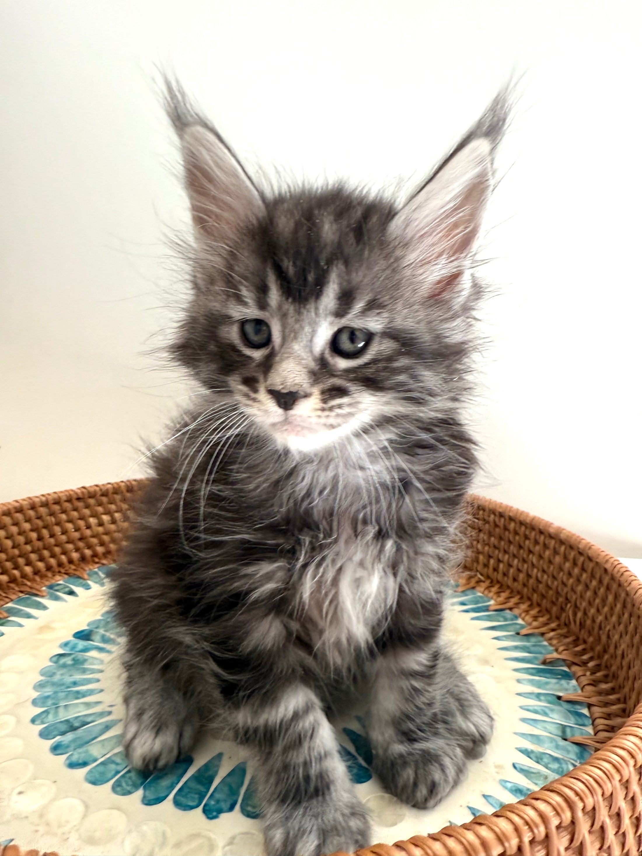 Black Silver Maine Coon male 3  / Located in Ottawa area