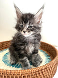 Load image into Gallery viewer, Black Silver Maine Coon male 3  / Located in Ottawa area
