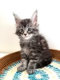 Load image into Gallery viewer, Black Silver Maine Coon male 3  / Located in Ottawa area
