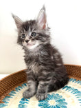 Load image into Gallery viewer, Black Silver Maine Coon male 3  / Located in Ottawa area
