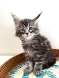 Load image into Gallery viewer, Black Silver Maine Coon male 3  / Located in Ottawa area
