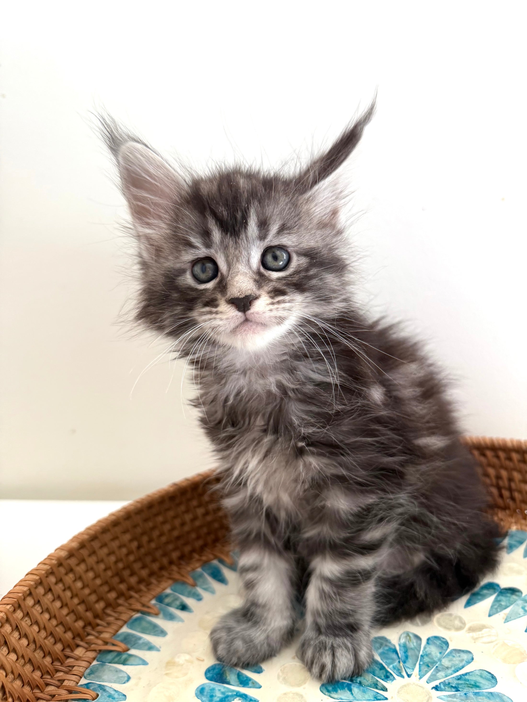 Black Silver Maine Coon male 3  / Located in Ottawa area