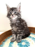 Load image into Gallery viewer, Black Silver Maine Coon male 3  / Located in Ottawa area

