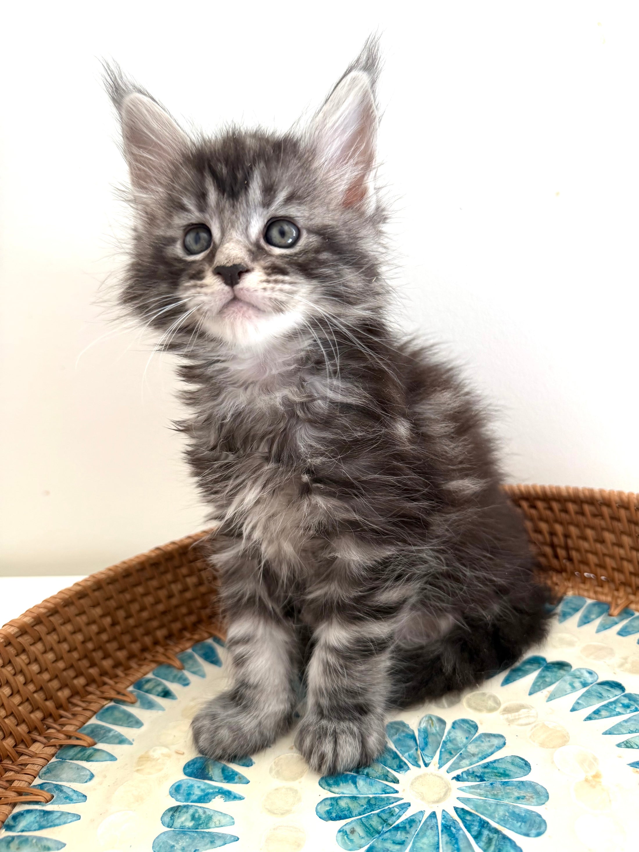 Black Silver Maine Coon male 3  / Located in Ottawa area