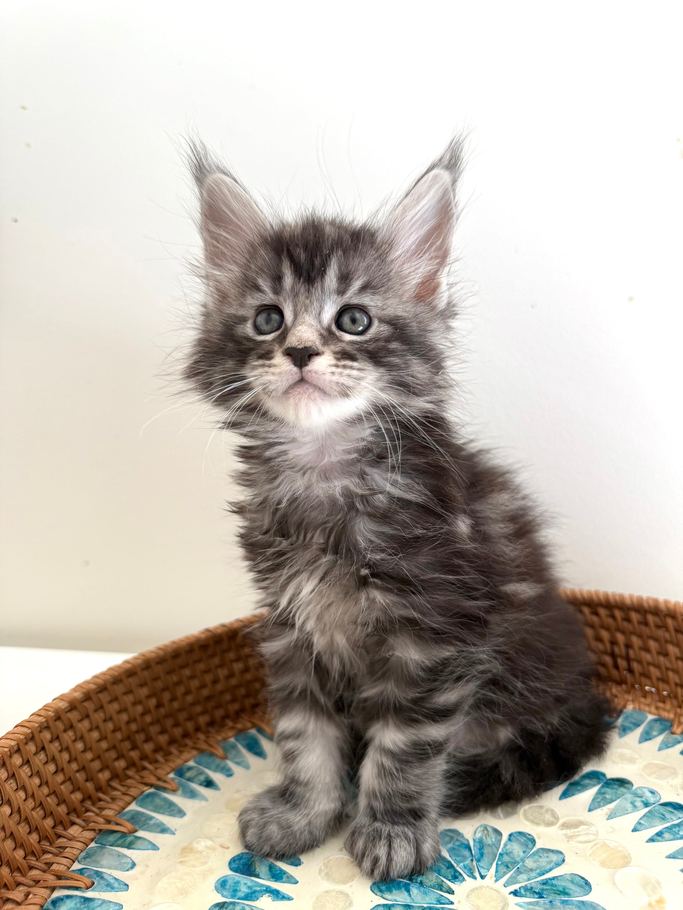 Black Silver Maine Coon male 3  / Located in Ottawa area