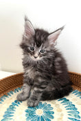 Load image into Gallery viewer, Black Silver Maine Coon male 3  / Located in Ottawa area
