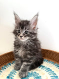 Load image into Gallery viewer, Black Silver Maine Coon male 3  / Located in Ottawa area
