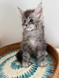 Load image into Gallery viewer, Black Silver Maine Coon Polydactyl male - located in Ottawa area
