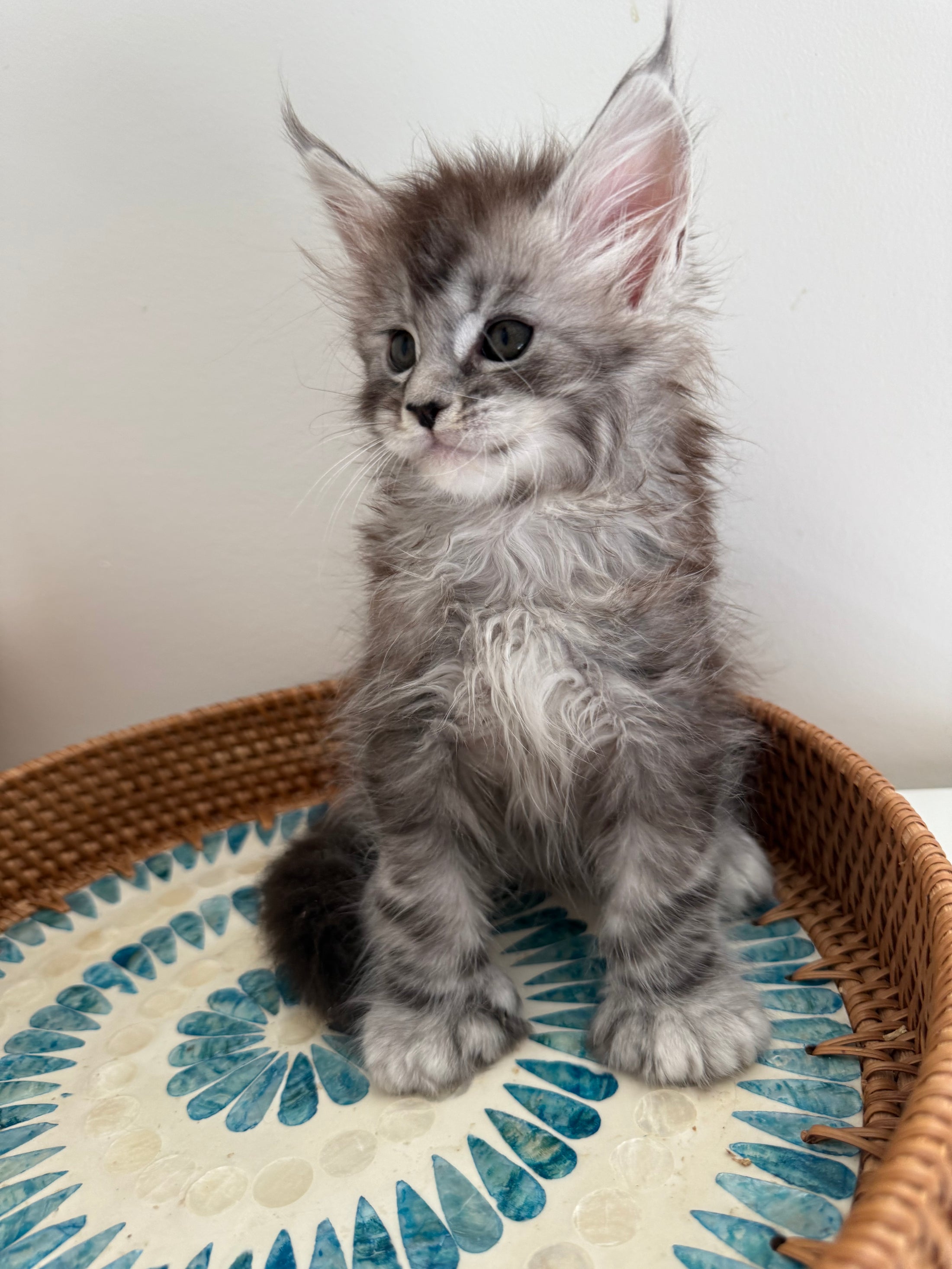Black Silver Maine Coon Polydactyl male - located in Ottawa area
