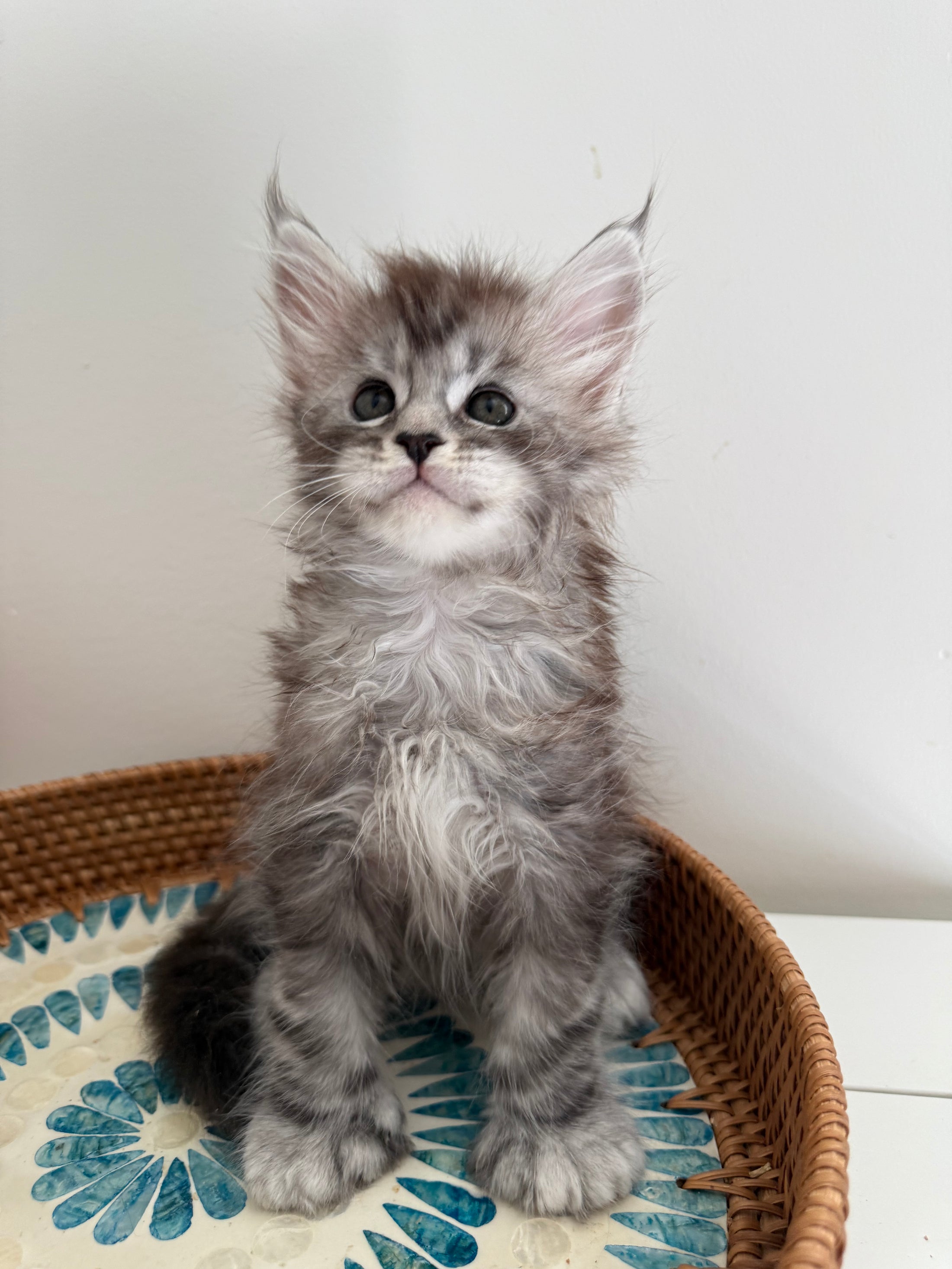 Black Silver Maine Coon Polydactyl male - located in Ottawa area