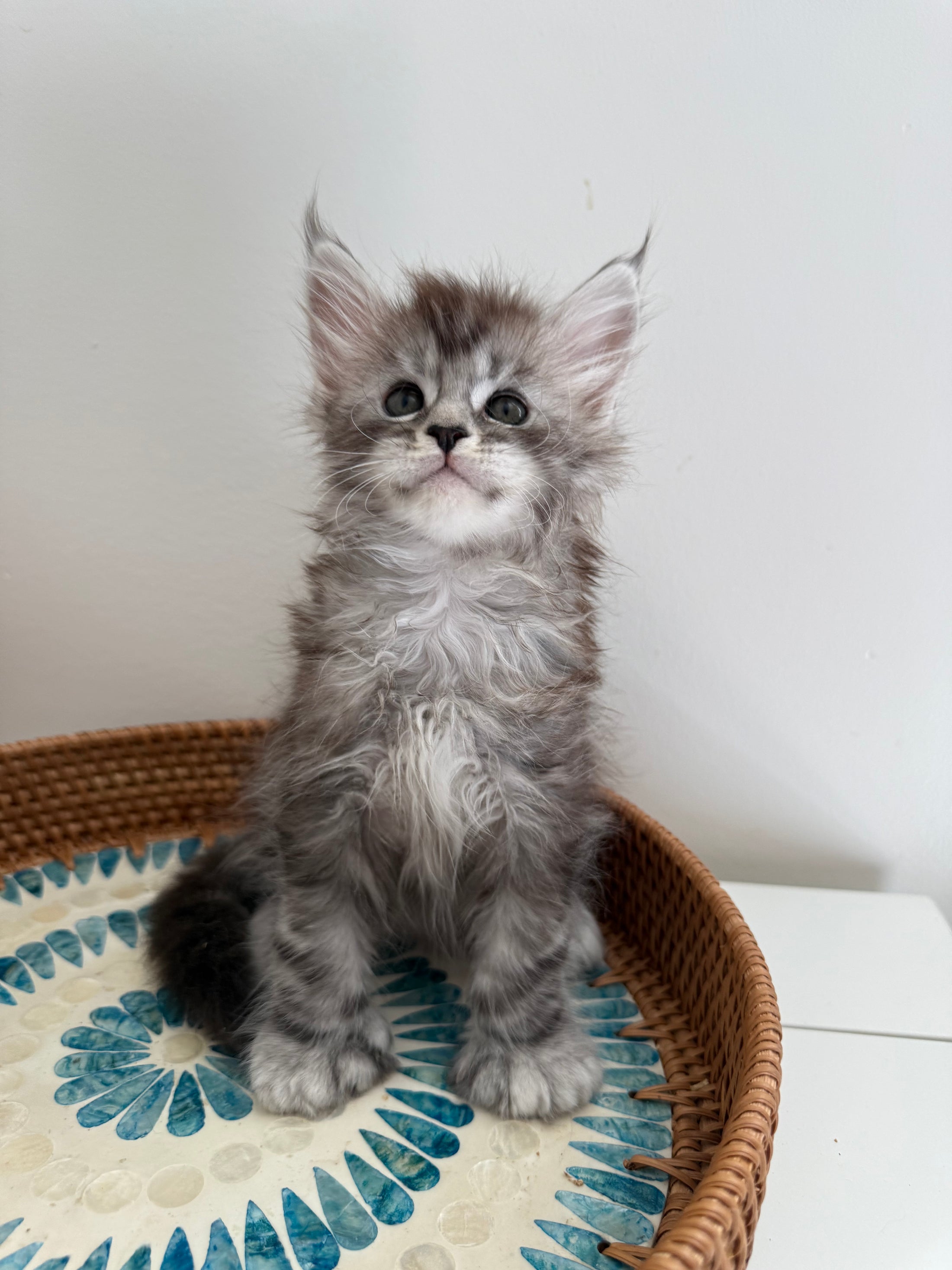 Black Silver Maine Coon Polydactyl male - located in Ottawa area