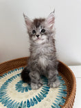 Load image into Gallery viewer, Black Silver Maine Coon Polydactyl male - located in Ottawa area
