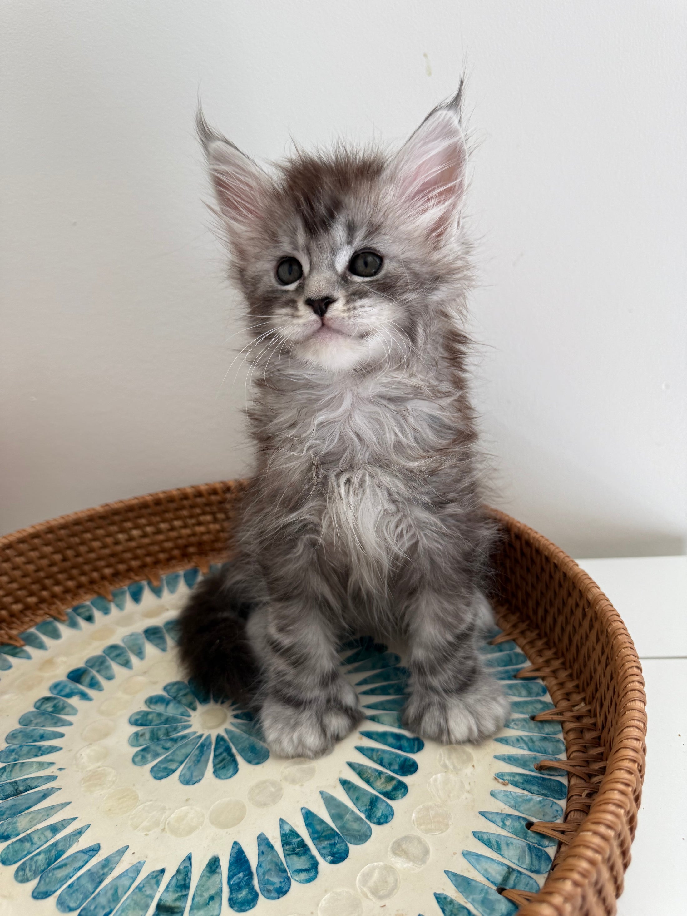 Black Silver Maine Coon Polydactyl male - located in Ottawa area