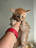 Load image into Gallery viewer, Red Maine Coon Polydactyl male / Located in Ottawa area
