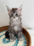 Load image into Gallery viewer, Black Silver Maine Coon Polydactyl male - located in Ottawa area
