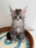 Load image into Gallery viewer, Black Silver Maine Coon Polydactyl male - located in Ottawa area

