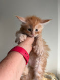 Load image into Gallery viewer, Red Maine Coon Polydactyl male / Located in Ottawa area
