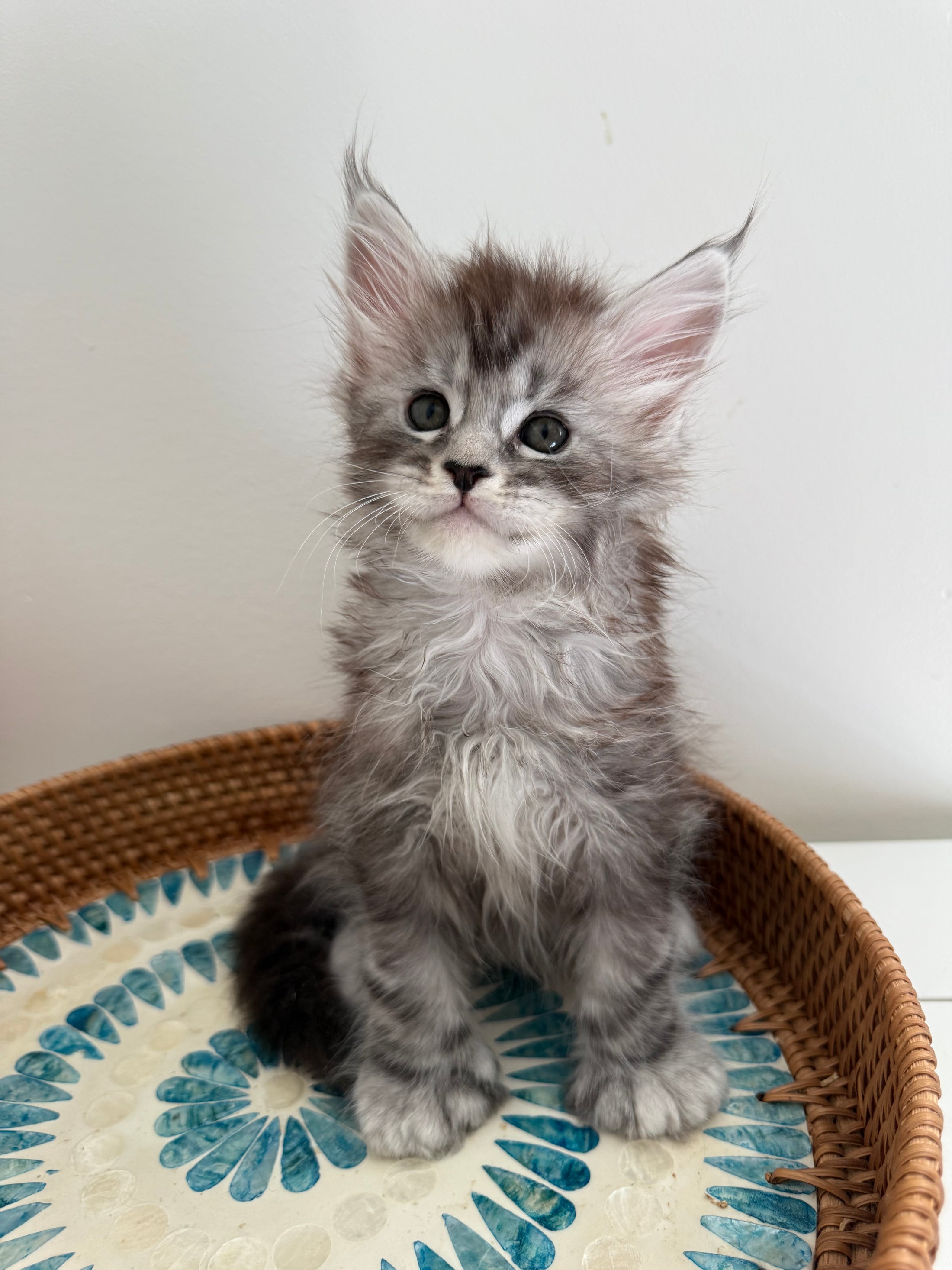 Black Silver Maine Coon Polydactyl male - located in Ottawa area