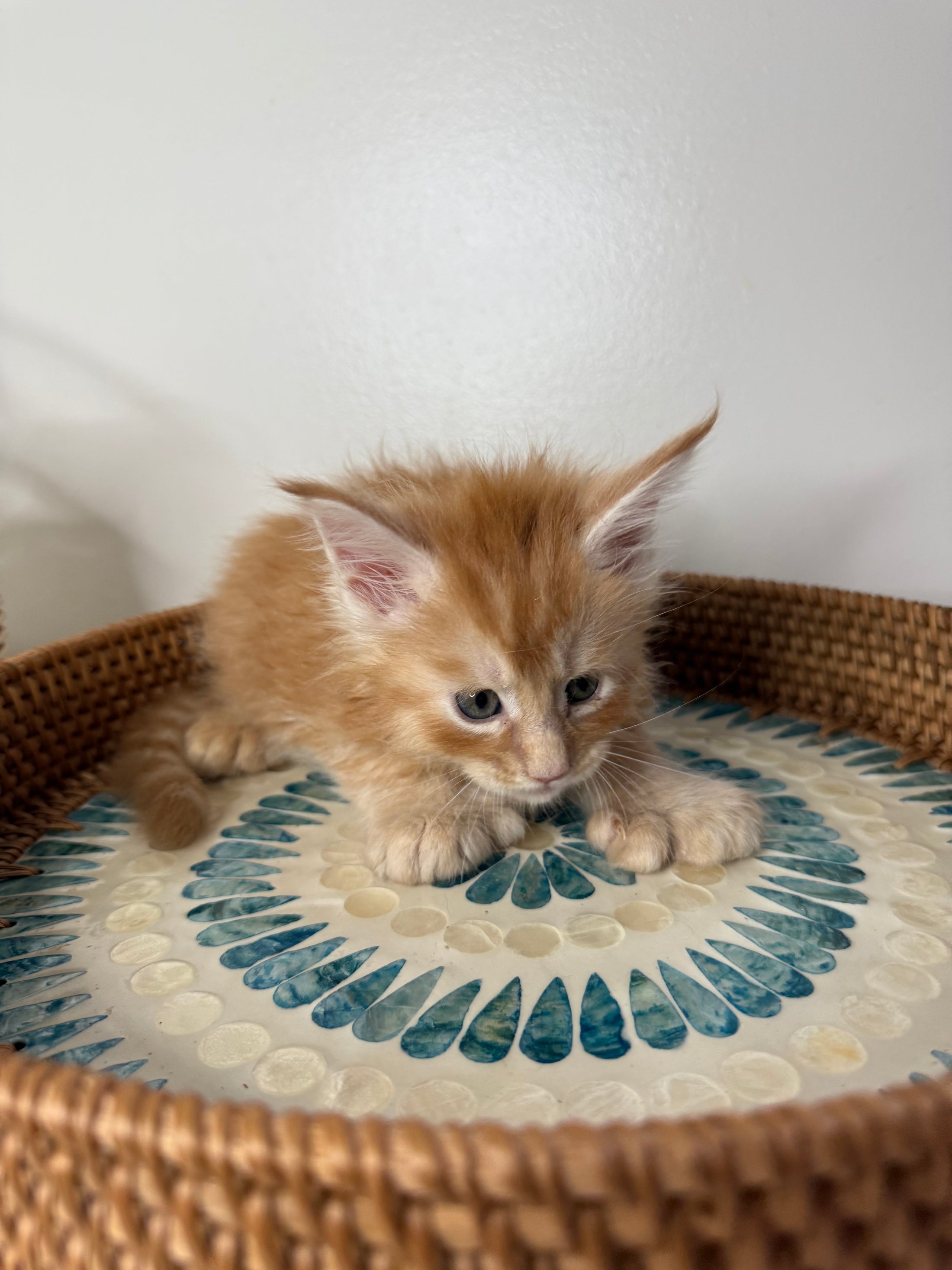 Red Maine Coon Polydactyl male / Located in Ottawa area