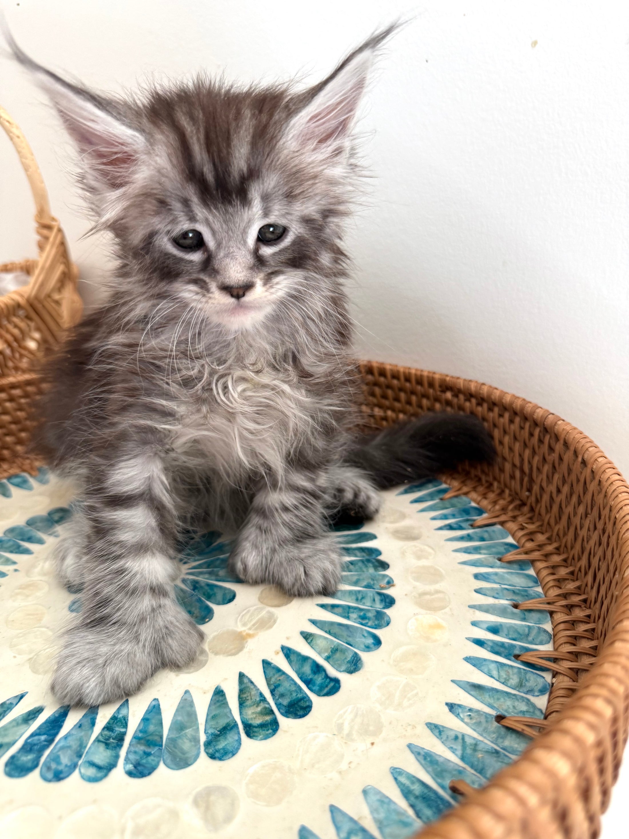 Black Silver Maine Coon Polydactyl male 2 - located in Ottawa area