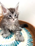 Load image into Gallery viewer, Black Silver Maine Coon Polydactyl male 2 - located in Ottawa area
