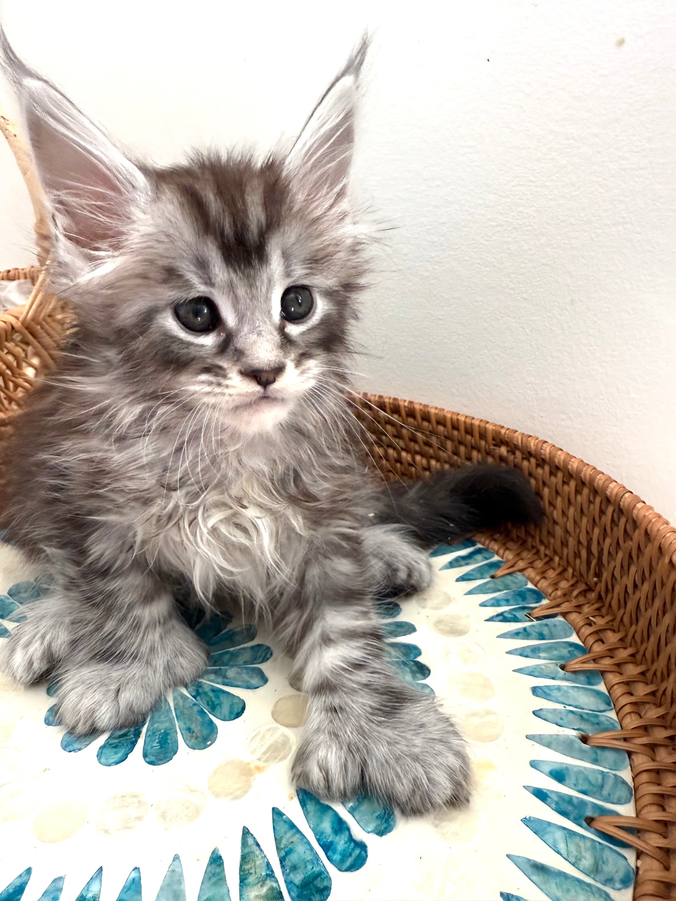 Black Silver Maine Coon Polydactyl male 2 - located in Ottawa area