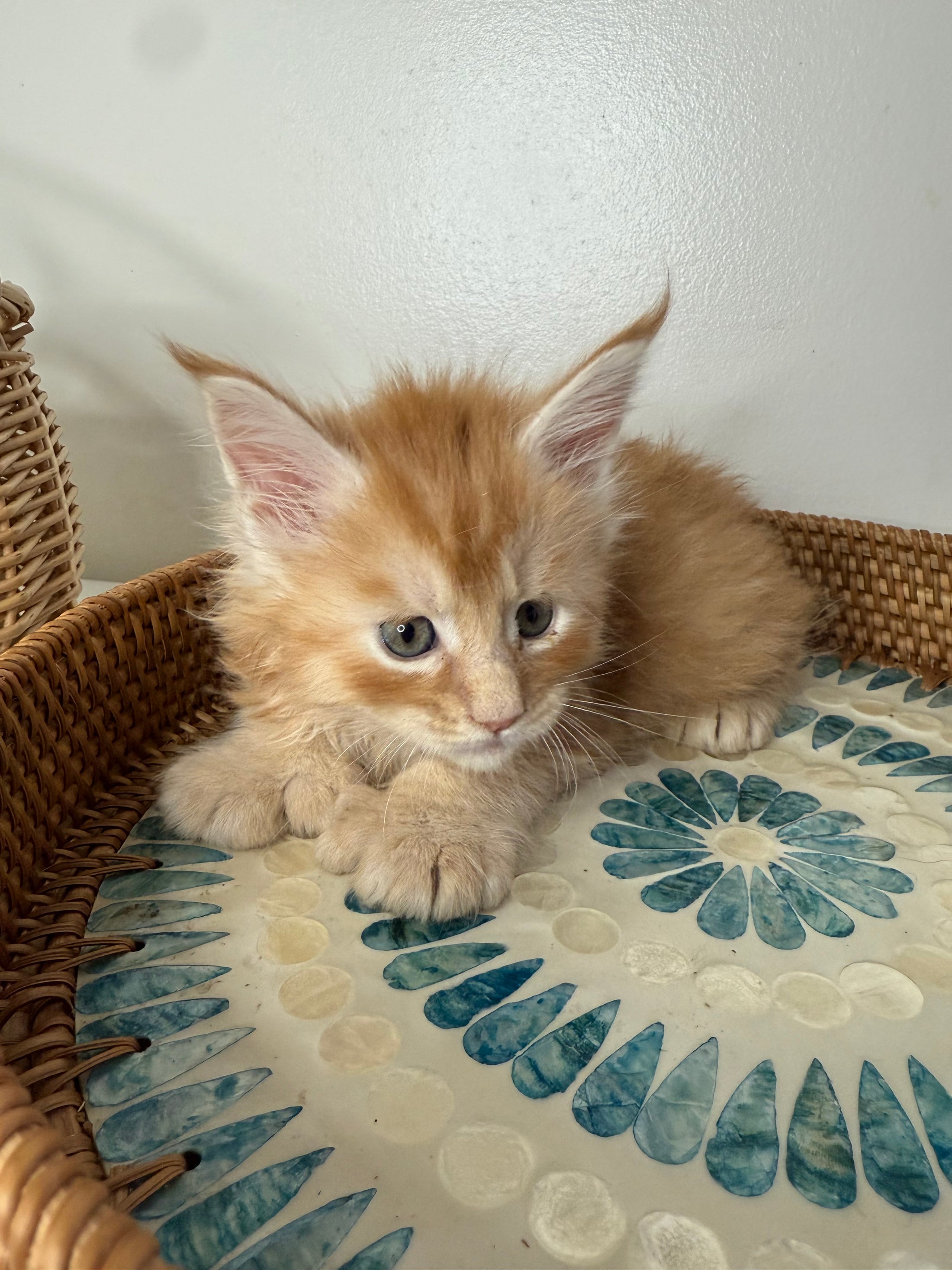 Red Maine Coon Polydactyl male / Located in Ottawa area