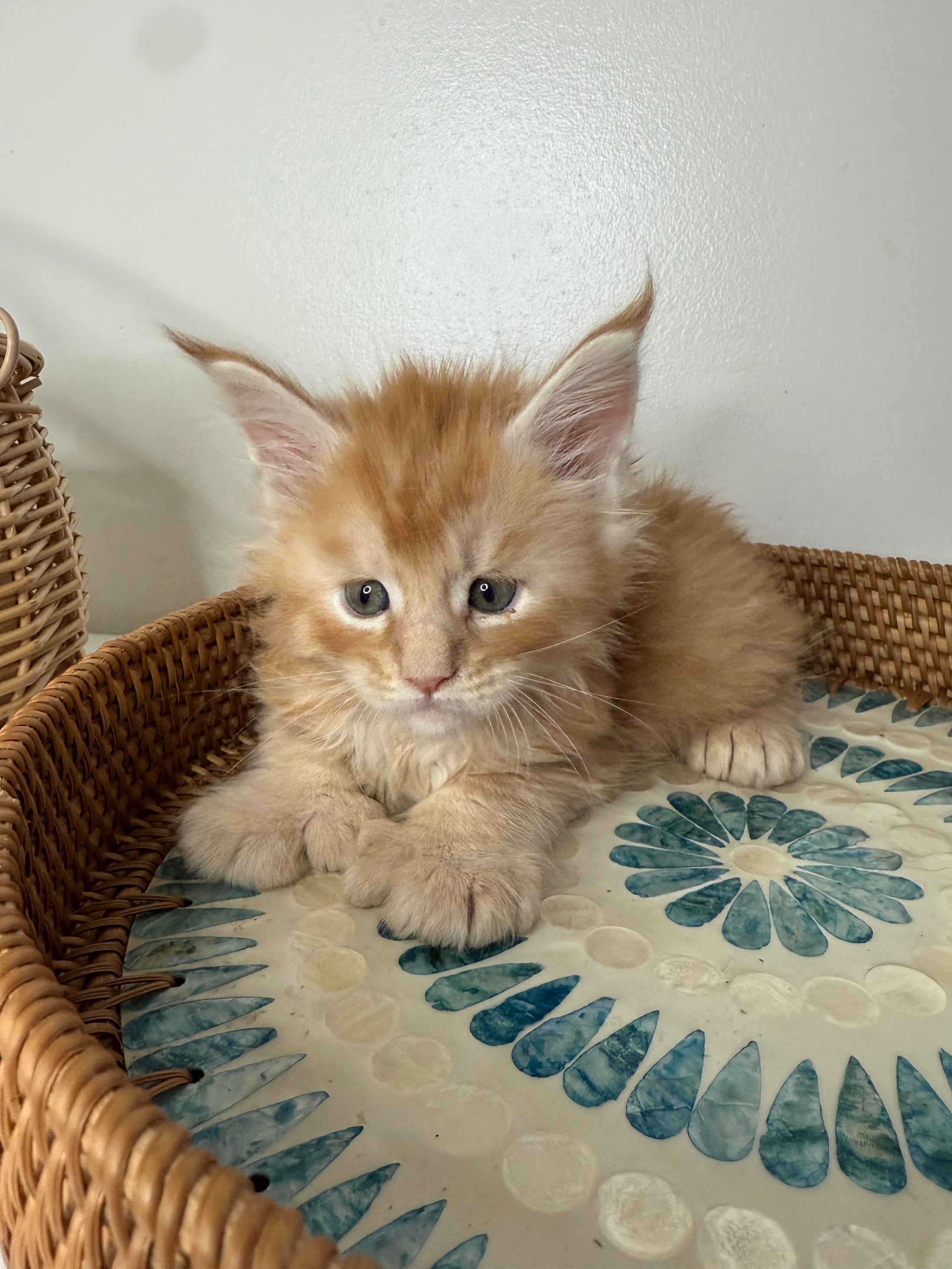 Red Maine Coon Polydactyl male / Located in Ottawa area