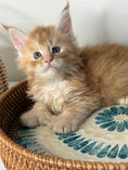 Load image into Gallery viewer, Red Maine Coon Polydactyl male / Located in Ottawa area
