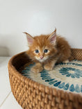 Load image into Gallery viewer, Red Maine Coon female / Located in Ottawa area
