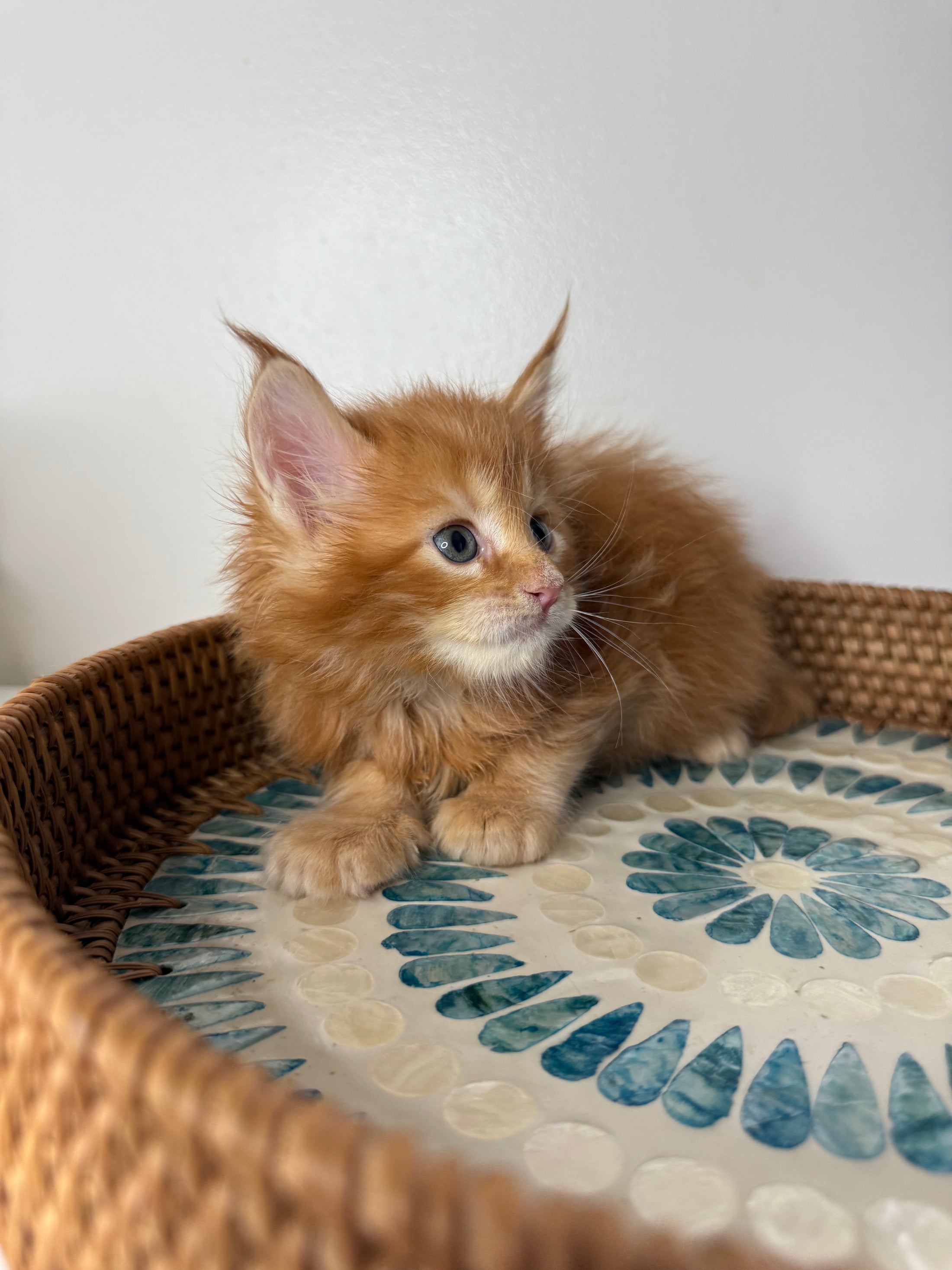 Red Maine Coon female / Located in Ottawa area
