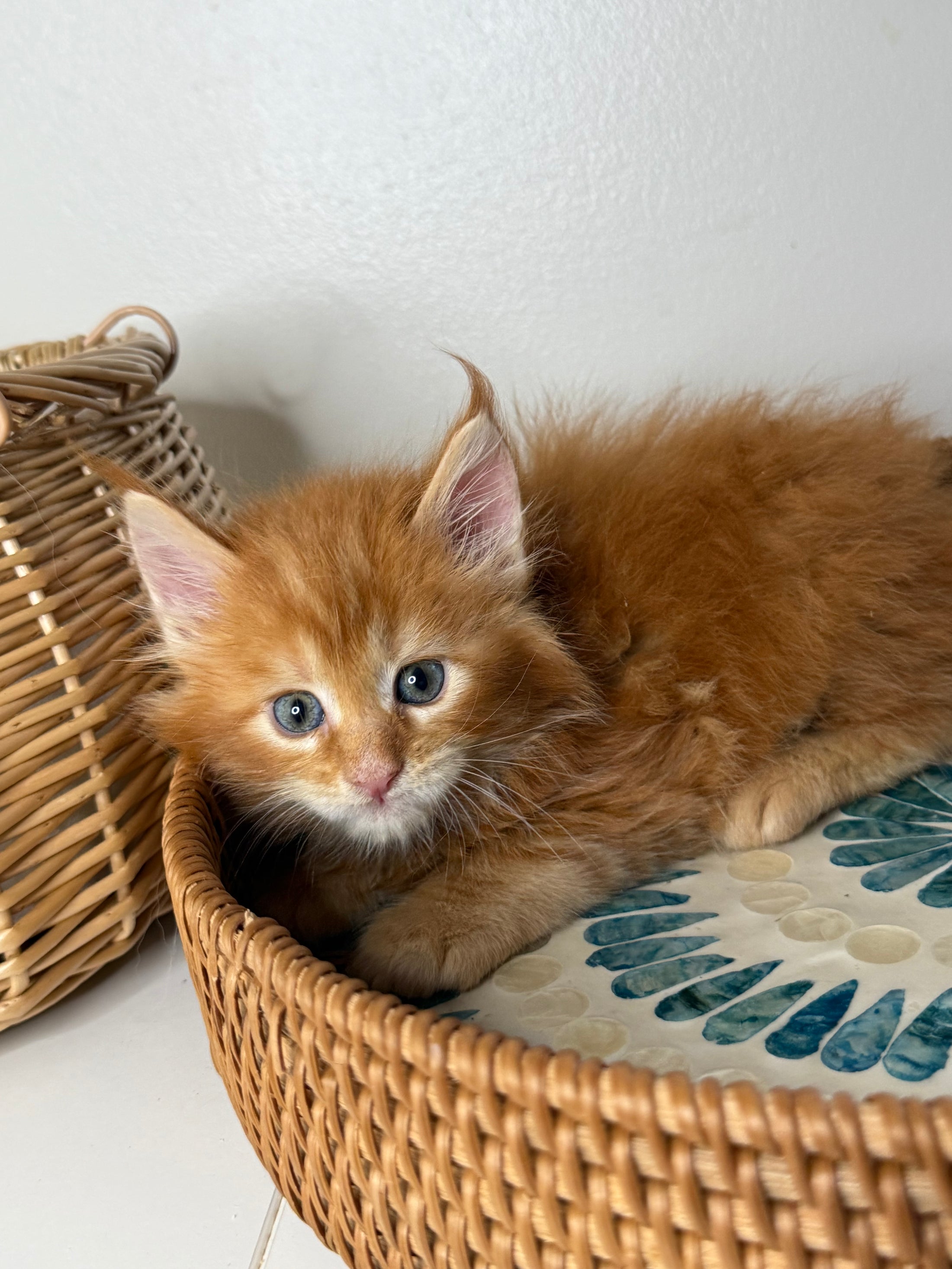 Red Maine Coon female / Located in Ottawa area