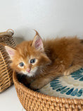 Load image into Gallery viewer, Red Maine Coon female / Located in Ottawa area
