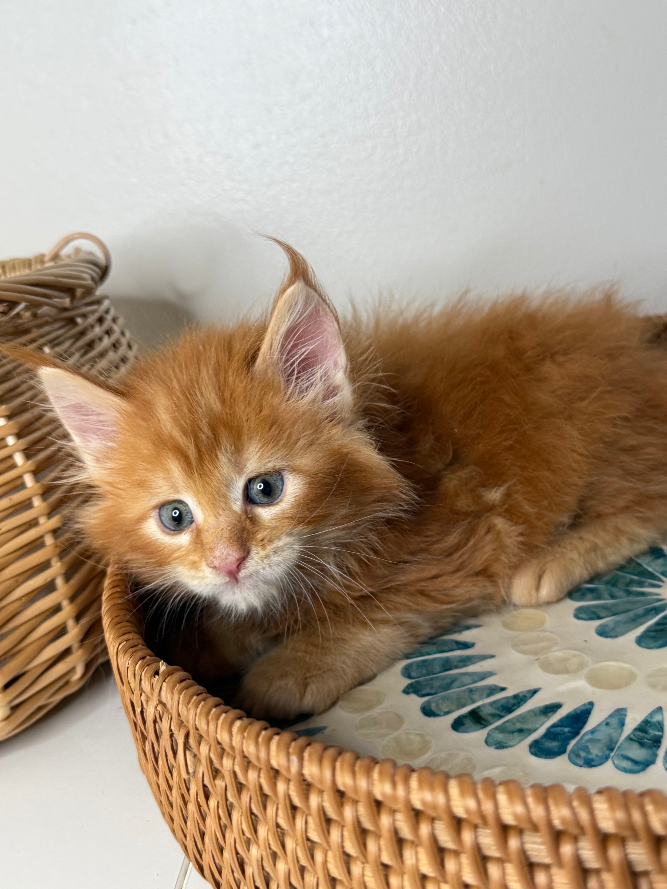 Red Maine Coon female / Located in Ottawa area