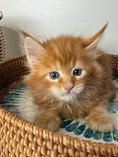 Load image into Gallery viewer, Red Maine Coon female / Located in Ottawa area
