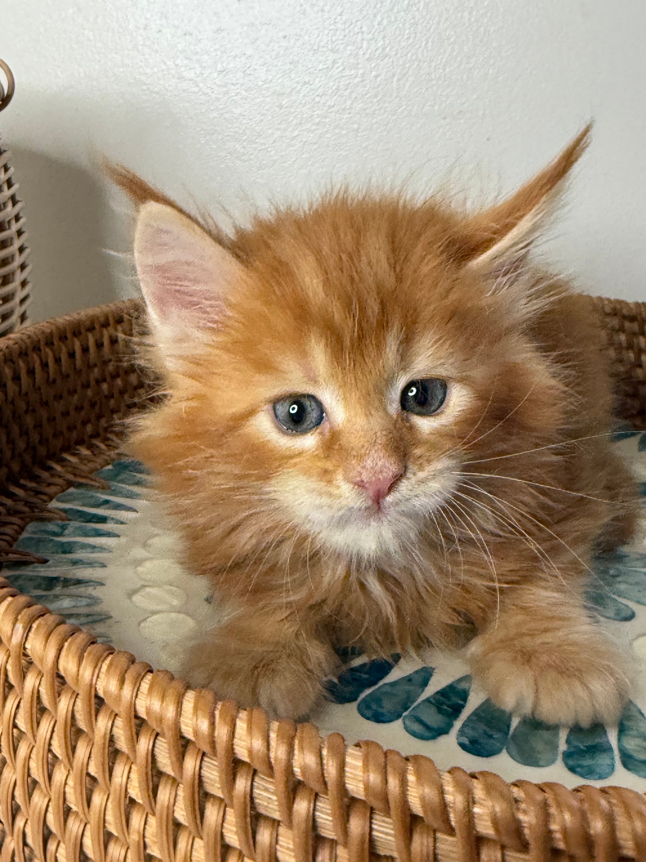 Red Maine Coon female / Located in Ottawa area