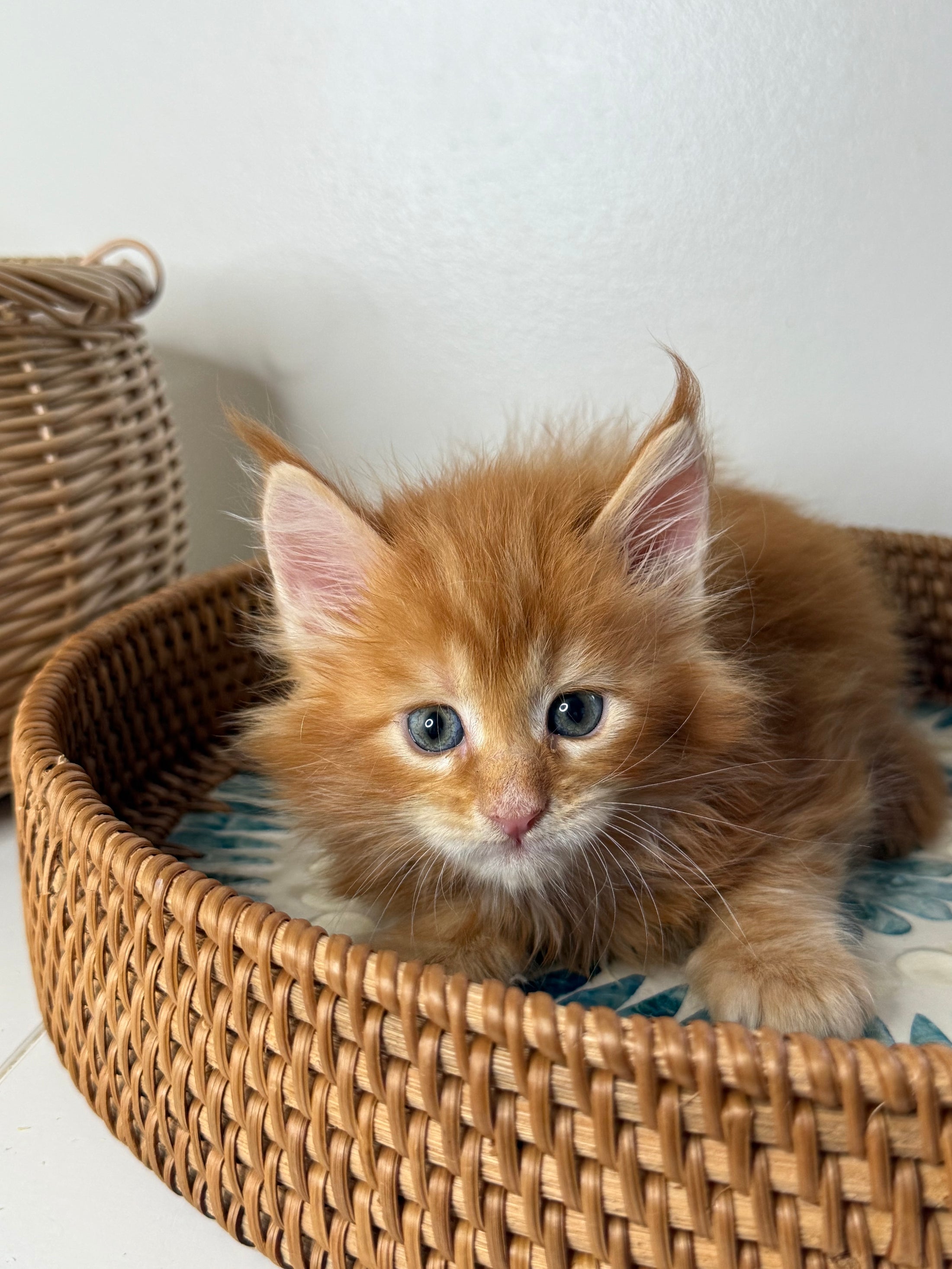 Red Maine Coon female / Located in Ottawa area