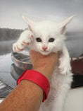 Load image into Gallery viewer, White Maine Coon male / Located in Ottawa

