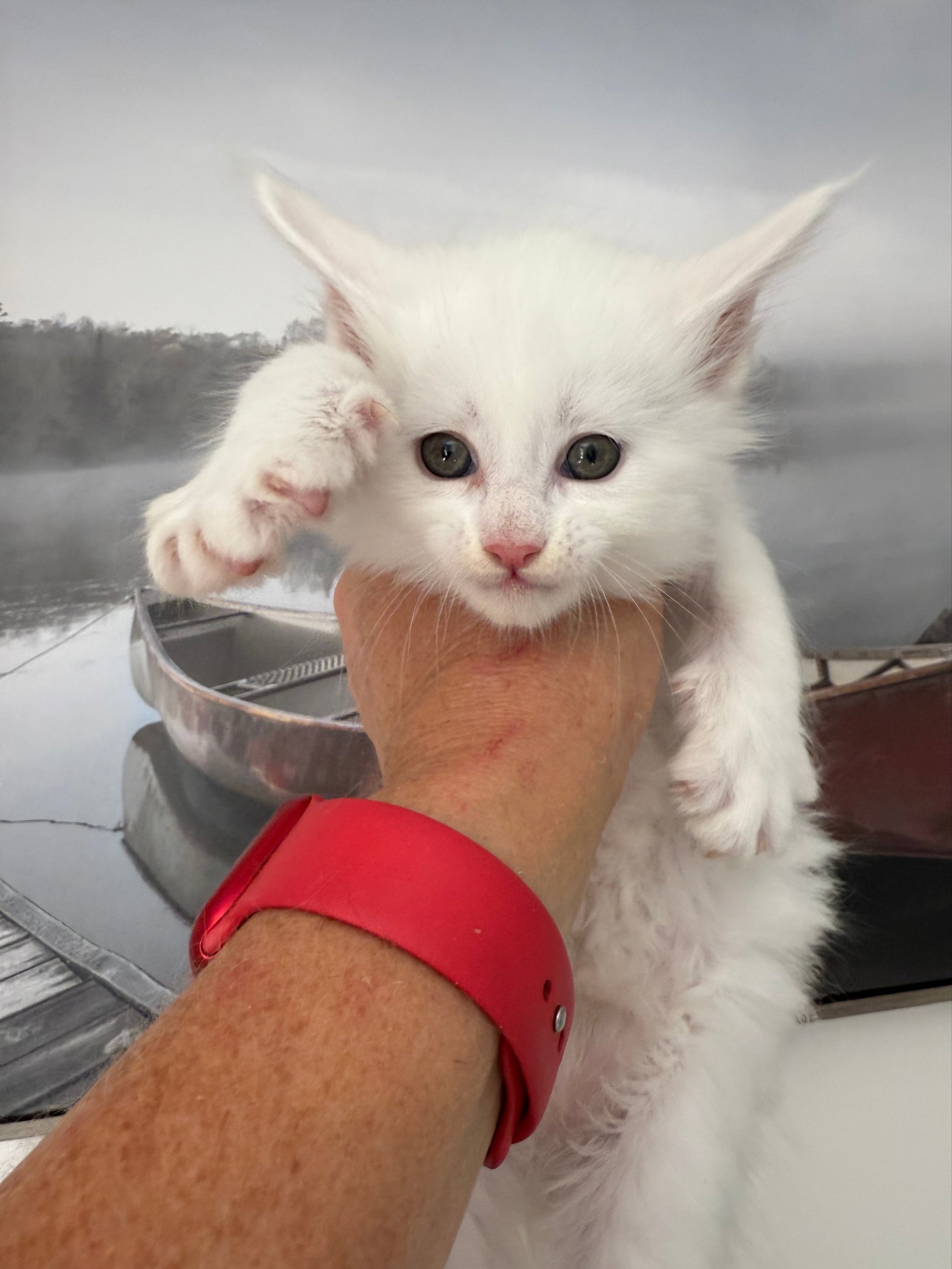White Maine Coon male / Located in Ottawa