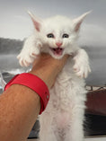 Load image into Gallery viewer, White Maine Coon male / Located in Ottawa
