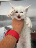Load image into Gallery viewer, White Maine Coon male / Located in Ottawa
