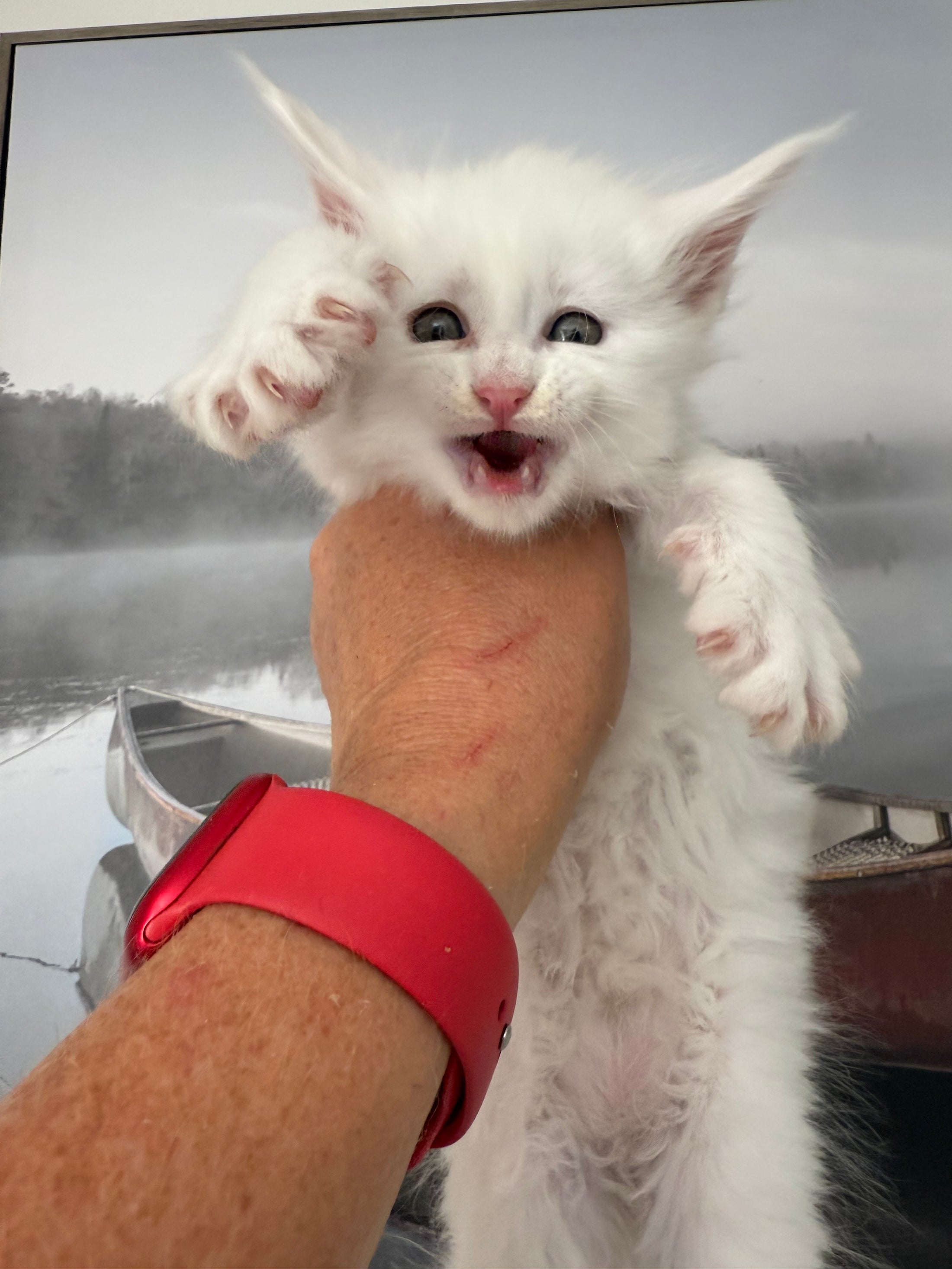 White Maine Coon male / Located in Ottawa