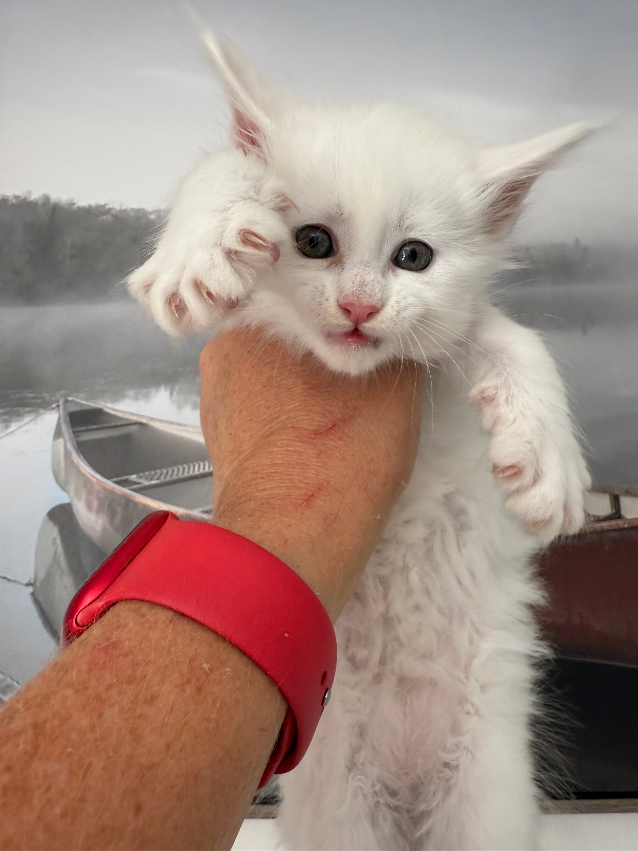 White Maine Coon male / Located in Ottawa