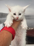 Load image into Gallery viewer, White Maine Coon male / Located in Ottawa
